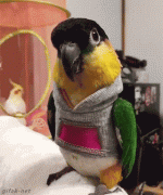 d0ccd20add23dc36985ad8f991f3ea0c.gif