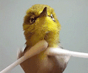 ezgif-1-dcdcb7b385.gif