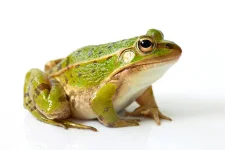 istockphoto-175397603-612x612.webp