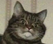 1706681089537.png