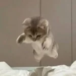 1706715924221.webp