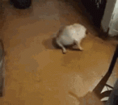 1709816795885.gif