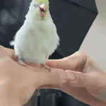 ezgif.com-resize (1).gif