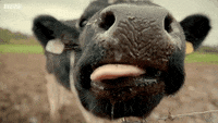 1000007623.gif