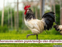bloggif_6667853fb0621.gif