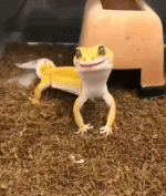 Messenger_creation_6eb60d2a-6d95-4852-a8f2-2c73bc73b38b_2.gif