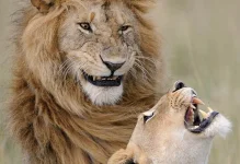 haha lion12467865.webp