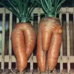 Sexy%20Carrots.webp Sexy%20Carrots.webp