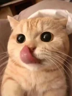1723986469967.webp