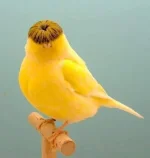 1730642774578.webp