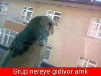komedicapsydf.webp