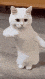 good-morning.gif