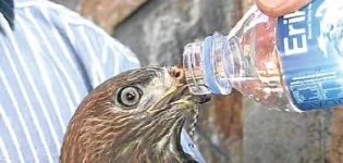 kartal su içme.webp