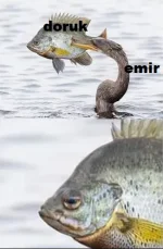 1737759336950.webp