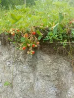 IMG_20250616_155526_507.webp
