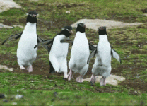 bird jumping GIF.gif