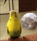 1000030451.gif