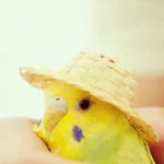 kuş.webp
