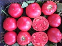 images.jpeg-9.webp