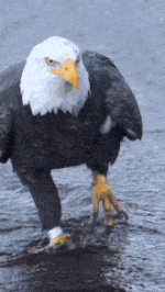 karakartal.gif