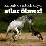 Eh38CtoX0AARYRd.webp