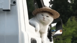SmartSelect_20250929_224113_Gallery.gif