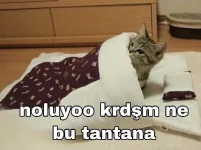 tapatalk_1547336062966.webp