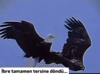 1783801336149.webp