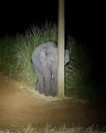 HIIy1_zW0AI5T6O.webp