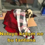 47690099_2245048312439779_527781195788080929_n.webp