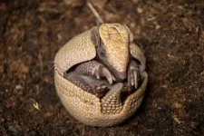 armadillo.webp