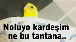41188