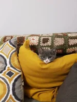 IMG-20190217-WA0014.webp