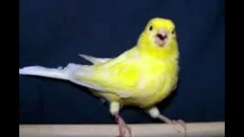 42155