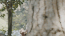 tapatalk_1525108418823.gif