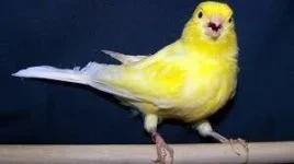 43121