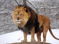 Beautiful-Lion-In-The-Snow-Animal-Picture-HD-Wallpaper-1024x768.webp