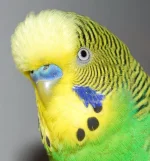 KrYrWM.webp