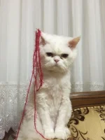 50634