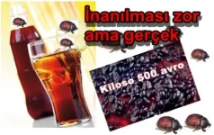 kolada_bocek_var_iste_ispati.webp