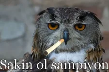 sakin.webp