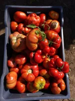 IMG-20190906-WA0017.webp