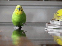 kuşkoşma.gif