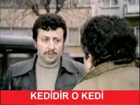kedi.webp
