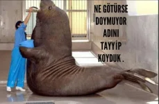 BlZvtvkCEAAerfW.webp