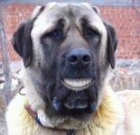 kangal.jpg