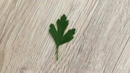 IMG_20190216_212248.jpeg