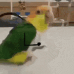 tenor.gif