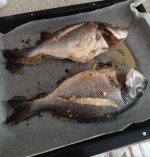 IMG_20200229_125706.jpeg
