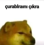1583407867629.png 1583407867629.png